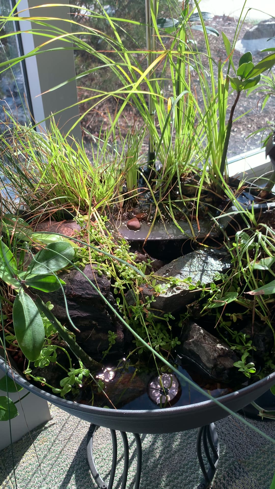 Aquatic planting display