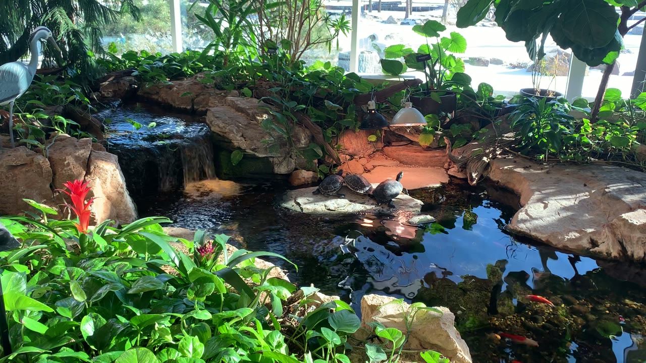 Large indoor pond display