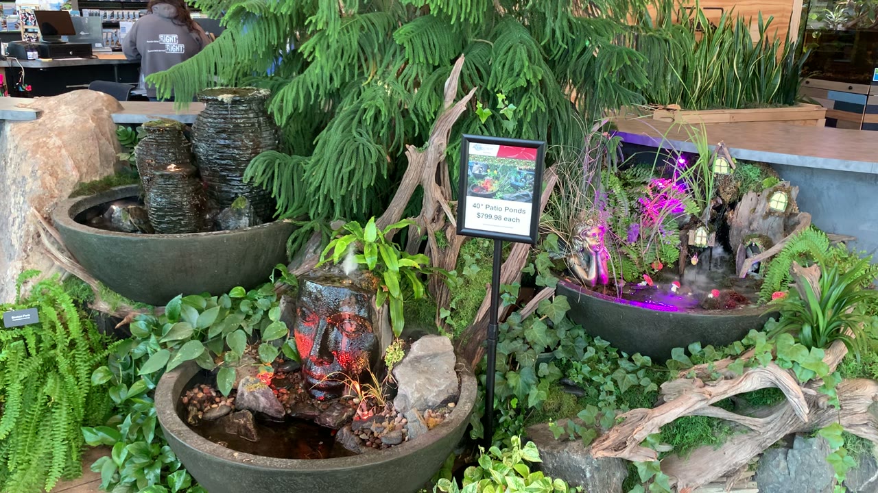 Container water garden display